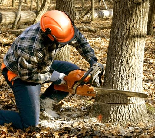 Tree Removal in Hillpoint, WI